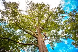  , USA Tree Removal Services Pros